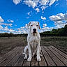 animal, blue_sky, calm, canine, clouds, daytime, dog, fence, field, grass, landscape, majestic, nature, outdoor, pet, rural, sitting, sky, white_dog, wooden_platform