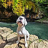 dog, white_dog, rock, water, pool, moss, cliff, forest, nature, outdoor, sunlight, greenery, canine, animal, pet, sitting, landscape, scenic, wildlife, adventure