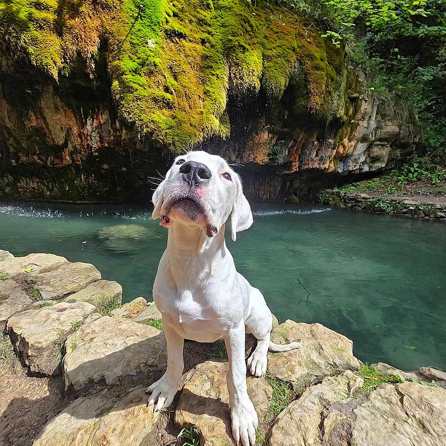 Baïko a rejoint le concours — aidez-le/la à gagner de superbes lots ! dog, white_dog, rock, water, pool, moss, cliff, forest, nature, outdoor, sunlight, greenery, canine, animal, pet, sitting, landscape, scenic, wildlife, adventure
