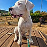 dog, puppy, white_dog, leash, wooden_bench, outdoor, park, sunny, blue_sky, grass, person, stroller, bench, nature, daytime, canine, pet, animal, sitting, calm