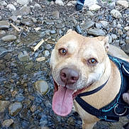 Donnie joined the competition — help win amazing prizes! dog, tongue_out, harness, water, rocks, river, smile, close_up, brown_dog, wet_fur, creek, happy, pet, outdoors, owner_legs, shallow_water, stones, snout, amber_eyes, muddy