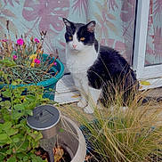 Roméo participe au concours pour gagner de l'argent avec cette photo : cat, black_and_white, plant, flower_pot, potted_plant, flower, grass, outdoor, window, curtain, leaf_pattern, garden, pet, animal, nature, sitting, calm, daylight, pebbles, decor