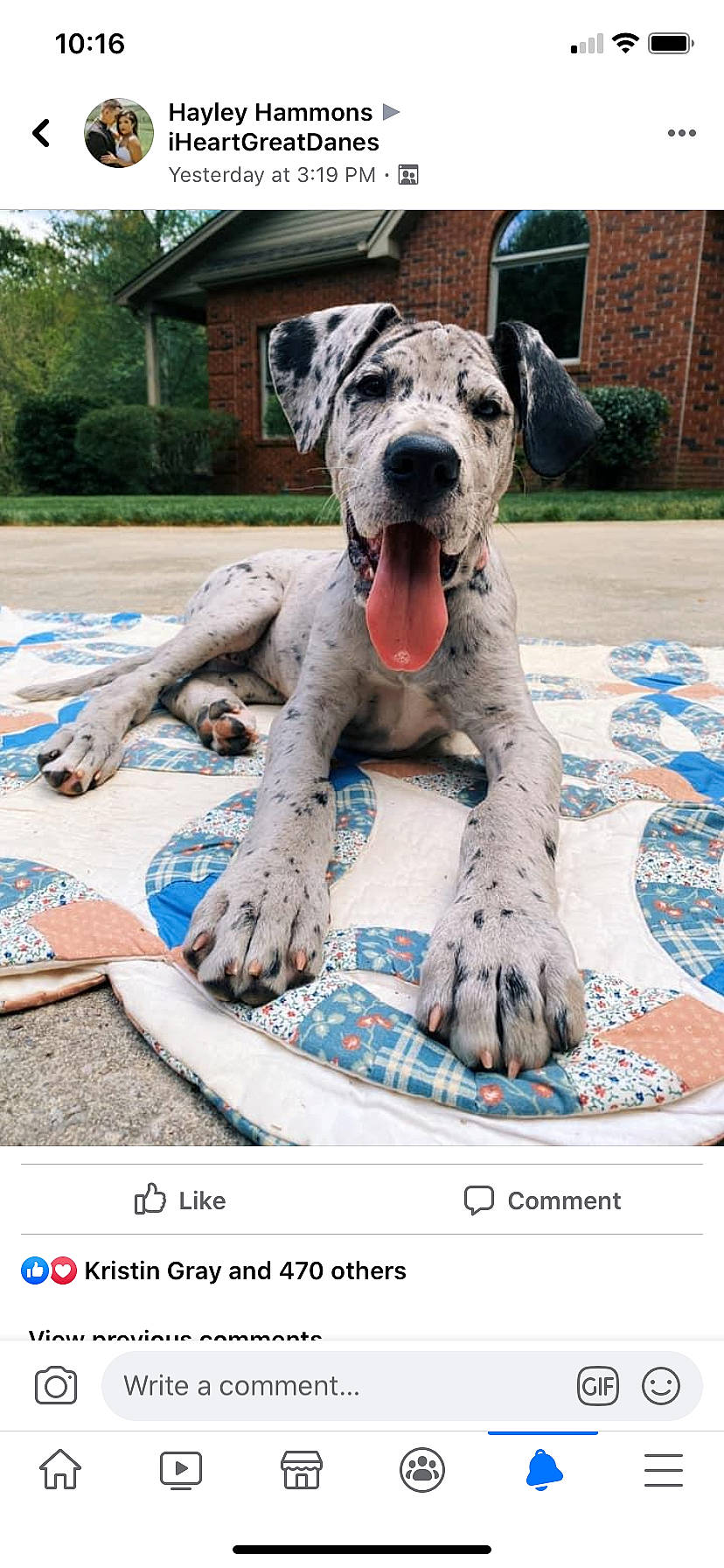 Nala joined the competition — help win amazing prizes! canidae, carnivore, companion_dog, dog, dog_breed, giant_dog_breed, great_dane, guard_dog, mammal, non_sporting_group