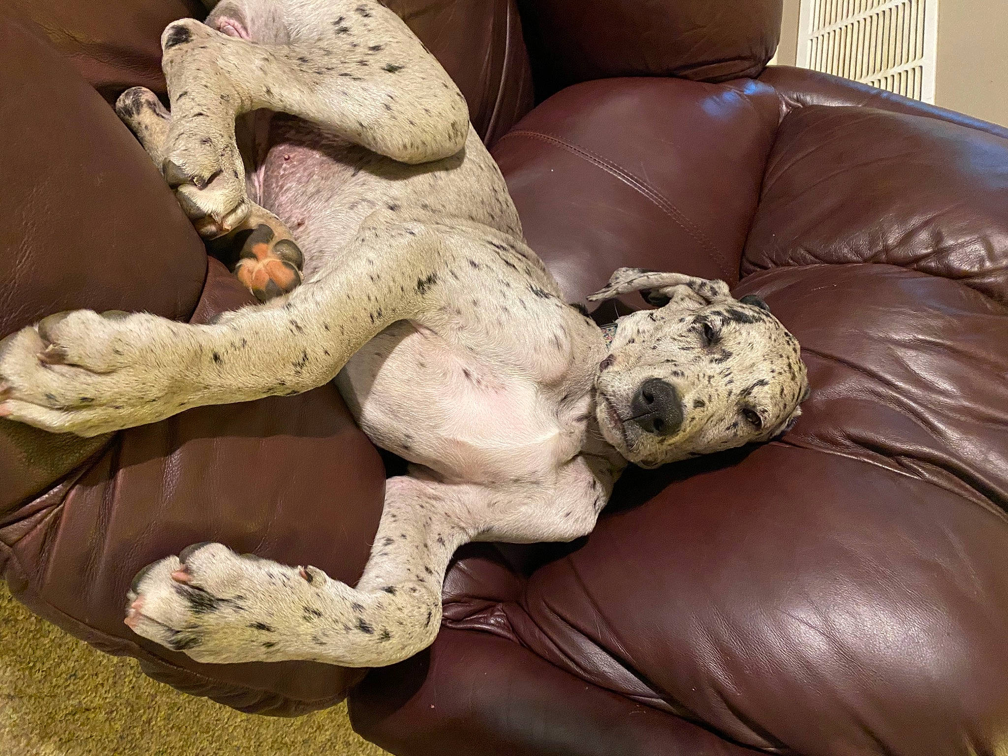 Nala is registered to the contest to win money with this photo: boa, boa_constrictor, canidae, carnivore, companion_dog, dog, dog_breed, great_dane, non_sporting_group, pointer, snout, sporting_group