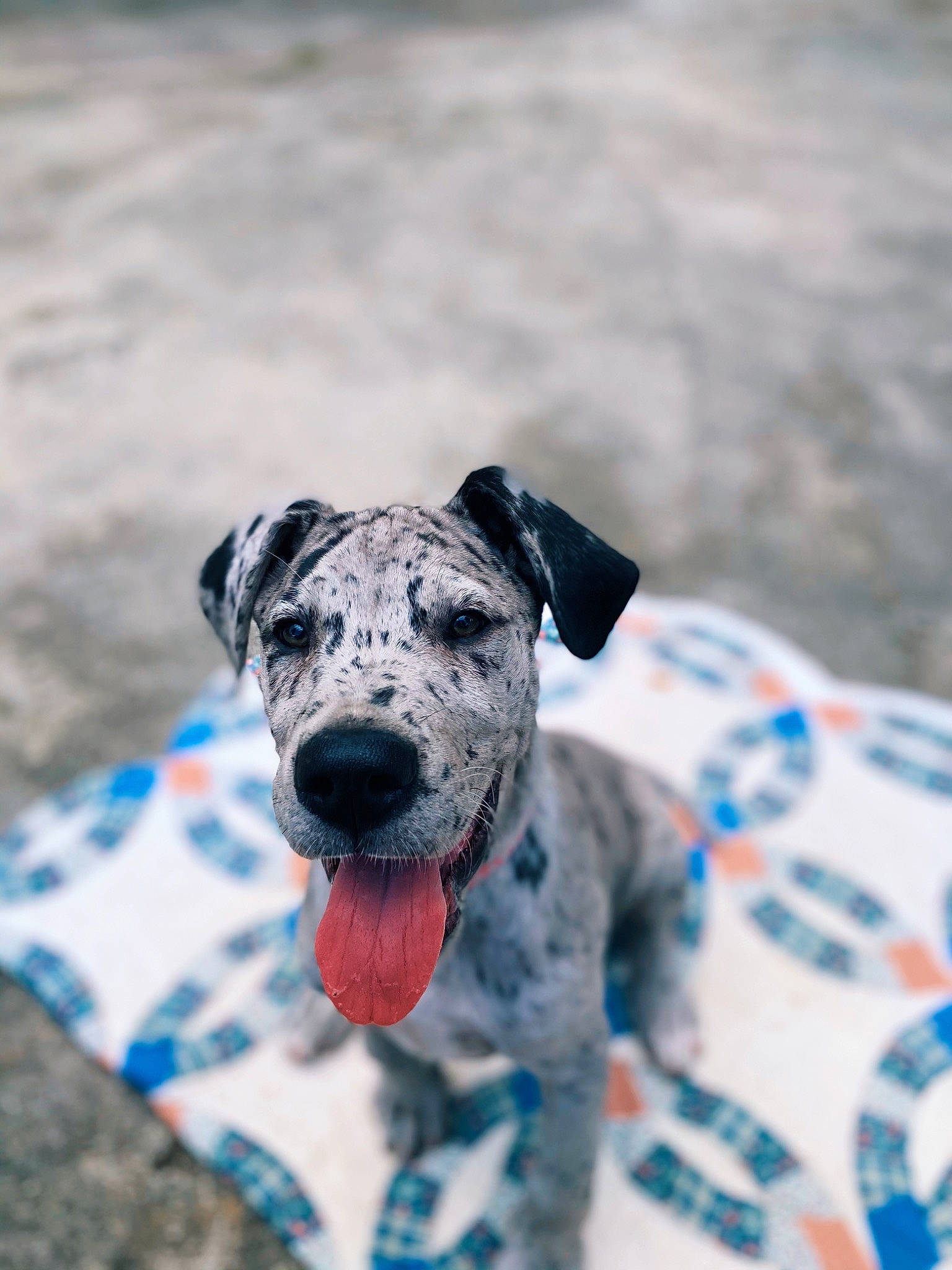 Nala joined the competition — help win amazing prizes! canidae, carnivore, dog, dog_breed, fawn, great_dane, guard_dog, mammal, non_sporting_group, rare_breed_dog, snout, sporting_group, vertebrate, working_dog