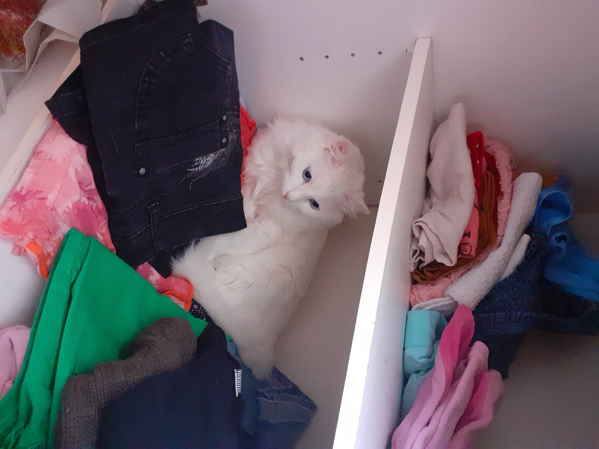 Tequila a rejoint le concours — aidez-le/la à gagner de superbes lots ! baby, baby_products, bed, bedding, child, comfort, companion_dog, felidae, fur, linens, pink, plastic, plush, room, small_to_medium_sized_cats, stuffed_toy, teddy_bear, textile, toy, vertebrate