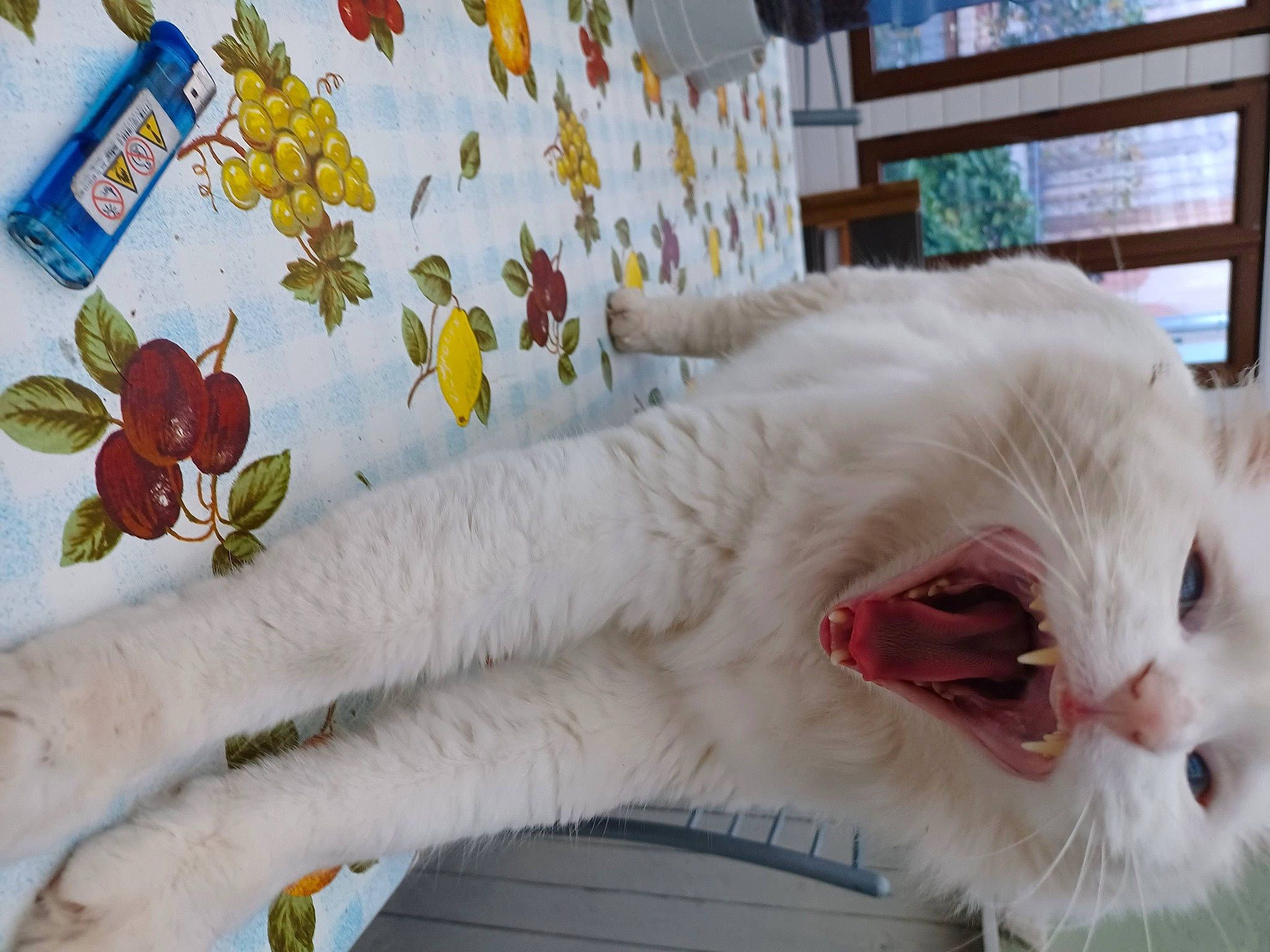 Tequila participe au concours pour gagner de l'argent avec cette photo : bedding, carnivore, cat, claw, comfort, domestic_short_haired_cat, eye, fang, felidae, fur, linens, pattern, paw, room, small_to_medium_sized_cats, tail, textile, whiskers, window, yawn