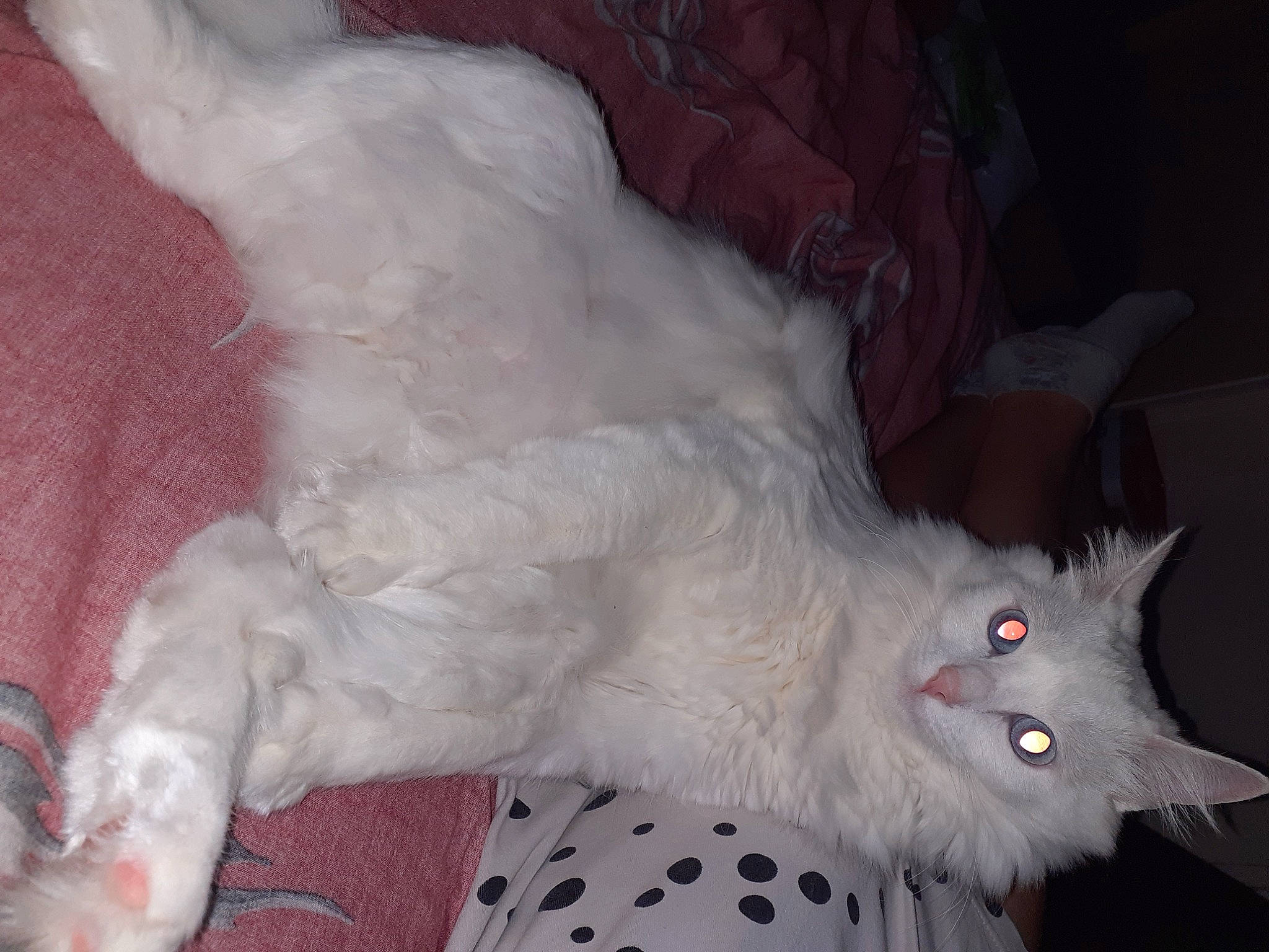 Tequila participe au concours pour gagner de l'argent avec cette photo : carnivore, cat, claw, comfort, domestic_short_haired_cat, felidae, fur, paw, small_to_medium_sized_cats, tail, whiskers