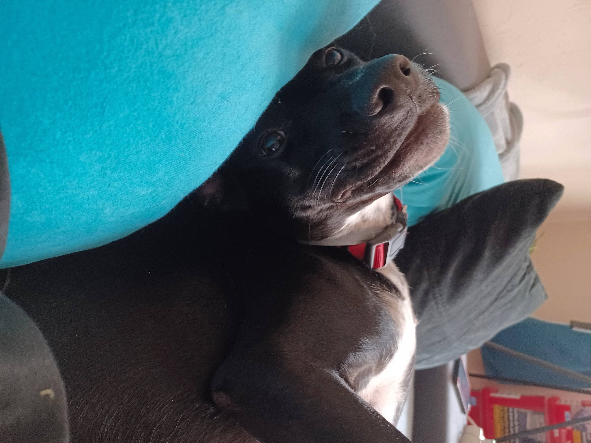 Libby a rejoint le concours — aidez-le/la à gagner de superbes lots ! canidae, carnivore, comfort, companion_dog, dog, dog_breed, fang, fawn, felidae, fin, grey, guard_dog, jaw, marine_mammal, small_to_medium_sized_cats, snout, sporting_group, terrestrial_animal, whiskers, working_animal