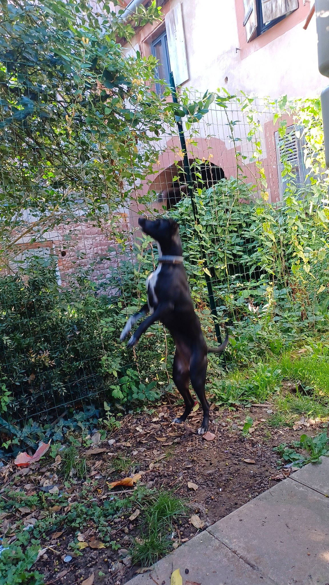 Libby participe au concours pour gagner de l'argent avec cette photo : art, canidae, carnivore, dog, dog_breed, fawn, garden, grass, groundcover, liver, plant, sculpture, shrub, sporting_group, tail, tree, trunk, wood, woodland, working_animal