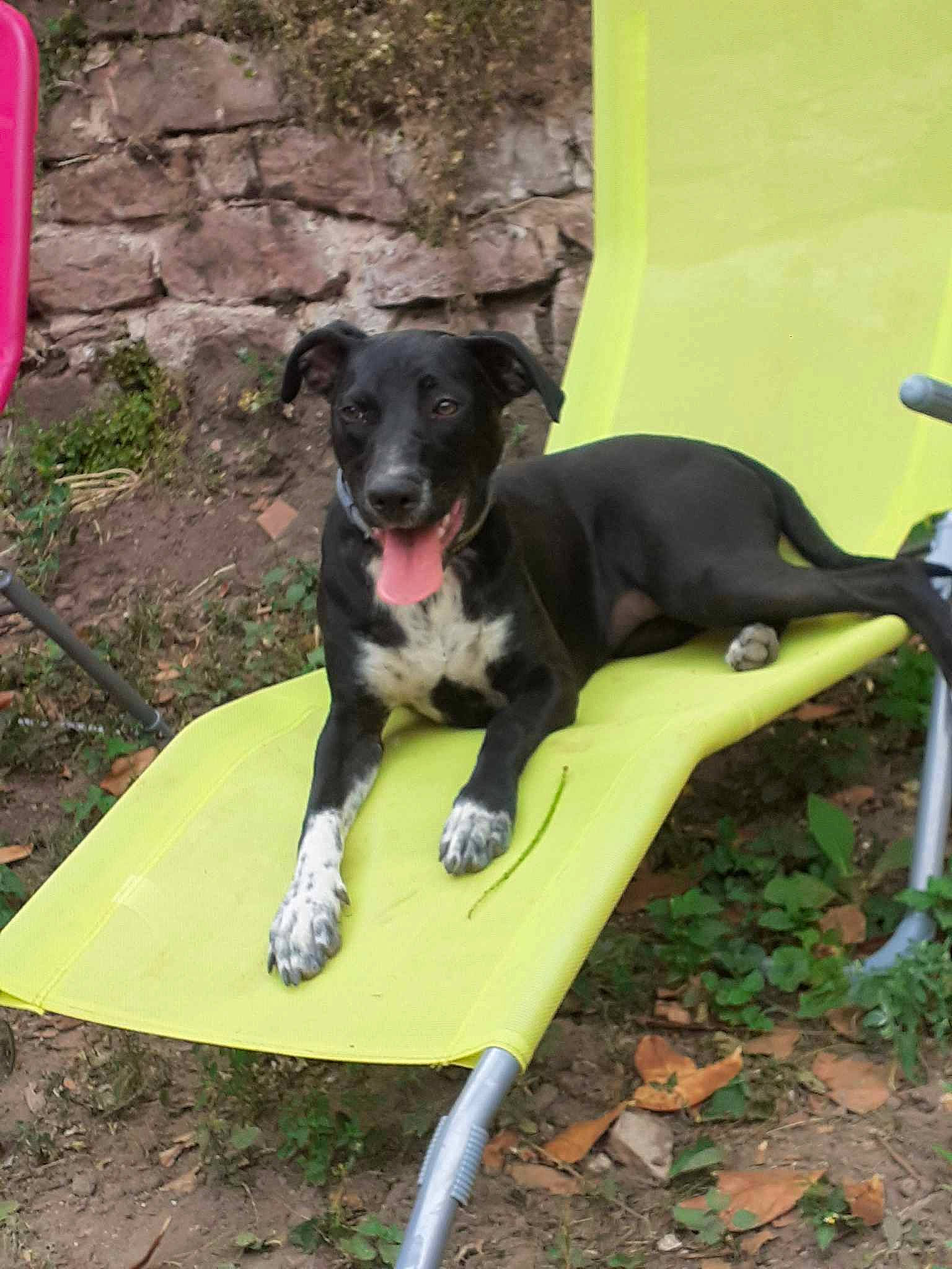 Libby participe au concours pour gagner de l'argent avec cette photo : borador, canidae, carnivore, collar, companion_dog, dog, dog_breed, dog_collar, dog_supply, grass, guard_dog, lawn, pet_supply, plant, snout, sporting_group, sports_equipment, tail, working_animal, working_dog