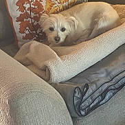 Lola is registered to the contest to win money with this photo: dog, white_dog, blanket, couch, pillow, decorative_pillow, autumn_leaves, indoor, pet, fur, cozy, resting, comfortable, home, furniture, relaxing, small_dog, cute, animal, laying