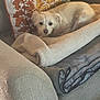 dog, white_dog, blanket, couch, pillow, decorative_pillow, autumn_leaves, indoor, pet, fur, cozy, resting, comfortable, home, furniture, relaxing, small_dog, cute, animal, laying