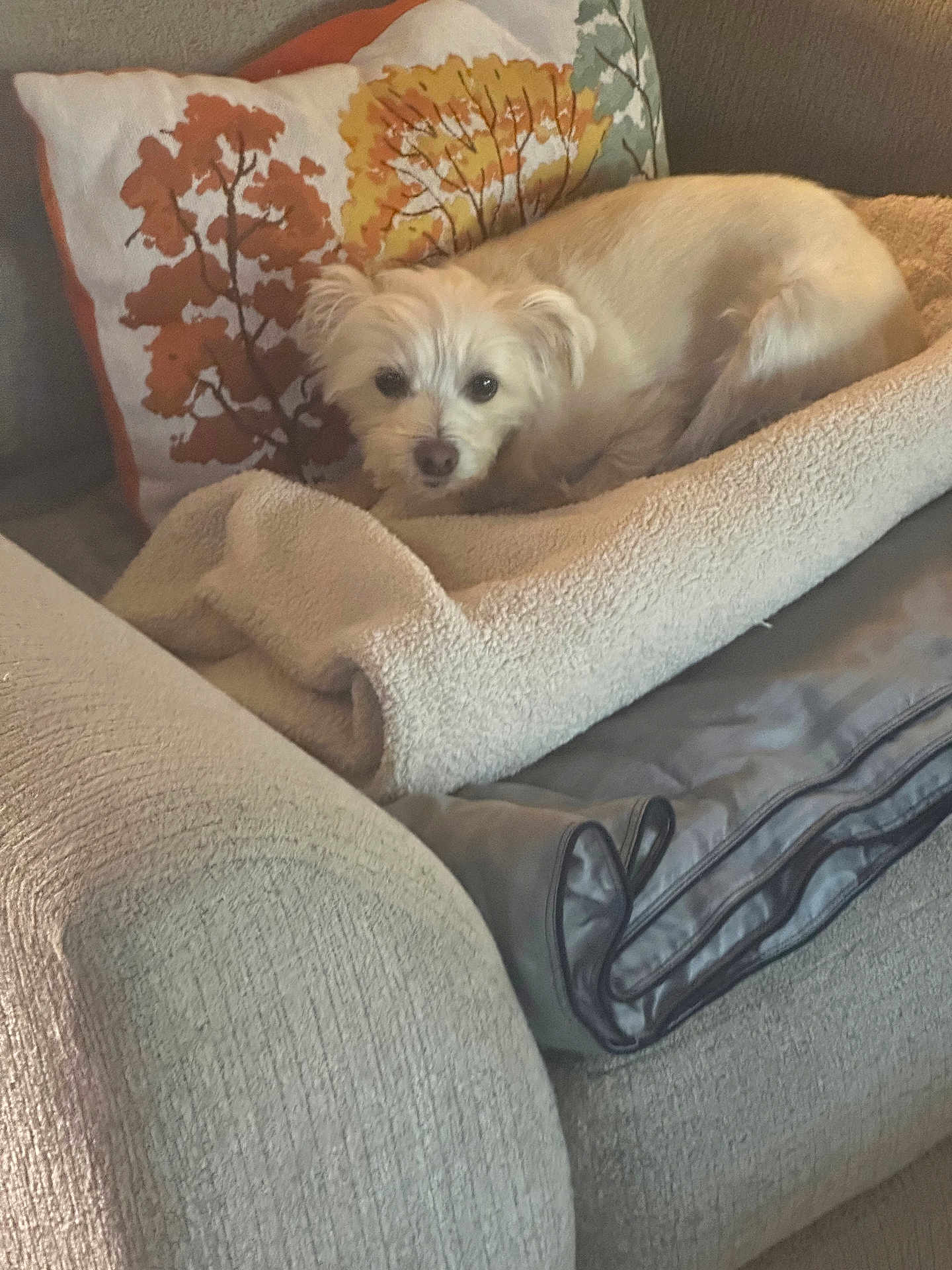 Lola is registered to the contest to win money with this photo: dog, white_dog, blanket, couch, pillow, decorative_pillow, autumn_leaves, indoor, pet, fur, cozy, resting, comfortable, home, furniture, relaxing, small_dog, cute, animal, laying