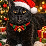 black_cat, cat, santa_hat, christmas_collar, holiday, festive, christmas_tree, ornaments, bokeh, pine_cone, red_berries, snow, gift_boxes, decorations, pet, indoor, close_up, animal, cute, celebration