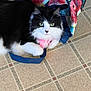 animal, bag, bag_strap, black_and_white, blue, cat, close_up, cute, domestic_cat, fluffy, green_eyes, indoor, lying_down, paws, pet, pink, playful, tiled_floor, watermelon_pattern, whiskers