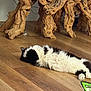 cat, black_and_white, fluffy, wooden_floor, indoor, relaxed, lying_down, furniture, wooden_table, gnarled_wood, twisted_legs, flooring, cozy, pet, animal, resting, home, domestic, fur, four_legs