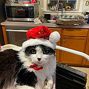 Tuxi is registered to the contest to win money with this photo: black_and_white, cabinet, cat, countertop, domestic, festive, fluffy, fur, holiday, indoor, kitchen, microwave, pet, plants, relaxed, ribbon, santa_hat, sink, whiskers, window