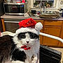 black_and_white, cabinet, cat, countertop, domestic, festive, fluffy, fur, holiday, indoor, kitchen, microwave, pet, plants, relaxed, ribbon, santa_hat, sink, whiskers, window