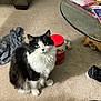 Tuxi is registered to the contest to win money with this photo: angora, animal, architecture, building, cat, clothing, couch, footwear, furniture, hardwood, indoors, kitten, livingroom, manx, person, pet, room, shoe, table, wood