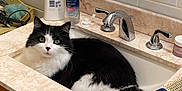 Tuxi is registered to the contest to win money with this photo: bathroom, black_and_white, cat, contact_solution, countertop, curious, domestic_animal, eyes, faucet, feline, fur, hairbrush, household, indoor, lotion, pet, relaxing, sink, tile_wall, whiskers