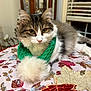 animal, cat, cozy, curious, decor, ears, feline, floral_pattern, fluffy, fur, green_scarf, indoor, nose, pet, pom_pom, scarf, table, tablecloth, whiskers, window_blinds
