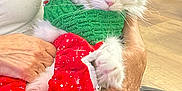 Gegetto joined the competition — help win amazing prizes! cat, fluffy_cat, festive_clothing, red_skirt, green_sweater, person, white_shirt, hand, floor, wood_floor, indoor, pet, feline, costume, holiday, cozy, animal, fur, closeup, holding
