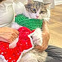 animal, cat, closeup, costume, cozy, feline, festive_clothing, floor, fluffy_cat, fur, green_sweater, hand, holding, holiday, indoor, person, pet, red_skirt, white_shirt, wood_floor