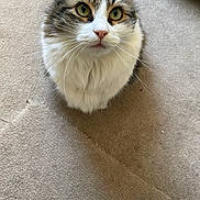 Gegetto is registered to the contest to win money with this photo: cat, fluffy, carpet, indoor, pet, cute, white, gray, green_eyes, whiskers, fur, animal, looking_up, domestic, soft, close_up, curious, sitting, cozy, sock