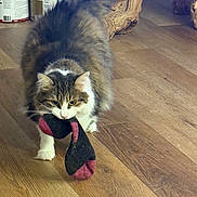 Gegetto joined the competition — help win amazing prizes! animal, cat, claws, curious, domestic, feline, flooring, fluffy, fur, home, household, indoor, paint_cans, pet, playful, sock, walking, whiskers, wood_furniture, wooden_floor