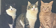 Gegetto joined the competition — help win amazing prizes! abyssinian, angora, animal, cat, egyptiancat, kitten, manx, pet, siamese