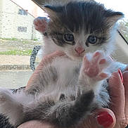 Gegetto is registered to the contest to win money with this photo: adorable, animal, car, cat, close_up, cute, feline, furry, hand, human, indoor, kitten, paw, pet, pink_paw_pads, rain, soft_light, tiny, window, young