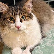Gegetto is registered to the contest to win money with this photo: cat, fluffy, close_up, green_tablecloth, white_paws, brown_and_white_fur, indoor, pet, animal, cute, whiskers, ears, face, eyes, nose, relaxed, domestic_cat, feline, portrait, table