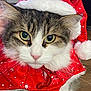 adorable, animal, cat, christmas, close_up, costume, cute, eyes, face, festive, fur, holiday, indoor, pet, portrait, red_cape, santa_hat, tabby, whiskers, white_fur