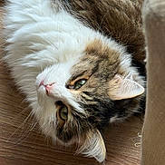 Gegetto is registered to the contest to win money with this photo: cat, tabby, fluffy, green_eyes, pet, animal, feline, whiskers, ears, fur, lying_down, wooden_floor, close_up, indoors, relaxed, cute, domestic_animal, portrait, natural_light, calm