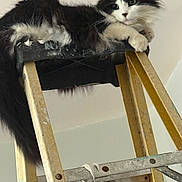 Gegetto joined the competition — help win amazing prizes! animal, black_and_white, cat, claws, close_up, curious, domestic, feline, fluffy, fur, household, indoors, ladder, looking_down, metal, paint, paws, perched, resting, wood