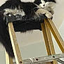 animal, black_and_white, cat, claws, close_up, curious, domestic, feline, fluffy, fur, household, indoors, ladder, looking_down, metal, paint, paws, perched, resting, wood