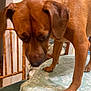 dog, brown_dog, table, tablecloth, floral_pattern, wooden_chair, cabinet, indoor, pet, animal, furniture, curious, looking_down, close_up, paw, legs, canine, domestic_animal, home, room