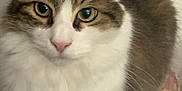 Gegetto is registered to the contest to win money with this photo: animal, cat, close_up, cute, domestic_cat, ears, face, feline, fluffy, fur, green_eyes, indoor, looking, mammal, nose, pet, portrait, sitting, soft, whiskers