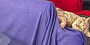 Simba is registered to the contest to win money with this photo: dog, cat, couch, blanket, purple_blanket, red_couch_cover, flowers, vase, indoor, pet, relaxed, curious, brown_dog, light_brown_cat, furniture, home, living_room, animal, resting, cozy