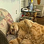 cat, orange_tabby, fluffy, couch, floral_pattern, living_room, wooden_table, relaxed, paw, fur, pet, indoor, furniture, cozy, home, window_blinds, armchair, flooring, lazy, domestic_animal