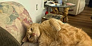 Simba is registered to the contest to win money with this photo: cat, couch, cozy, domestic_animal, feline, floral_pattern, fluffy, fur, glass_table, household, indoor, living_room, orange_cat, pet, relaxed, resting, table, whiskers, window_blinds, wooden_floor