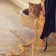 Simba joined the competition — help win amazing prizes! animal, carpet, cat, cat_tree, closeup, cozy, curious, feline, frayed_rope, furniture, hanging, home, indoor, orange_cat, perch, pet, rope, soft, tabby, zipper