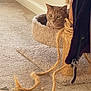 animal, carpet, cat, cat_tree, closeup, cozy, curious, feline, frayed_rope, furniture, hanging, home, indoor, orange_cat, perch, pet, rope, soft, tabby, zipper