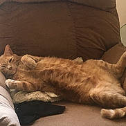 Simba is registered to the contest to win money with this photo: cat, orange_tabby, lounging, armchair, feline, relaxed, cozy, indoor, pet, sleepy, fur, tail, paw, cushion, home, resting, comfort, tabby, mammal, whiskers