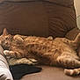 cat, orange_tabby, lounging, armchair, feline, relaxed, cozy, indoor, pet, sleepy, fur, tail, paw, cushion, home, resting, comfort, tabby, mammal, whiskers