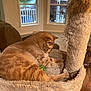 Simba joined the competition — help win amazing prizes! cat, orange_tabby, cat_tree, green_ball, dog, indoor, window, natural_light, furniture, carpet, pet, animal, playing, lounging, curious, cozy, brown_dog, home, relaxing, scratched_cat_tree