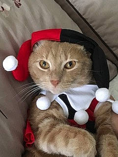 Simba is registered to the contest to win money with this photo: carnivore, cat, claw, comfort, domestic_short_haired_cat, fawn, felidae, fur, hat, lap, paper_bag, paw, pet_supply, pleased, small_to_medium_sized_cats, snout, tail, whiskers