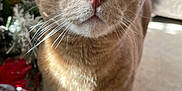 Simba joined the competition — help win amazing prizes! animal, carpet, cat, christmas_tree, close_up, curious, cute, decorations, domestic_cat, feline, ginger_cat, green_eyes, holiday, indoor, ornaments, pet, portrait, sunlight, tree_skirt, whiskers