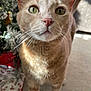 animal, carpet, cat, christmas_tree, close_up, curious, cute, decorations, domestic_cat, feline, ginger_cat, green_eyes, holiday, indoor, ornaments, pet, portrait, sunlight, tree_skirt, whiskers